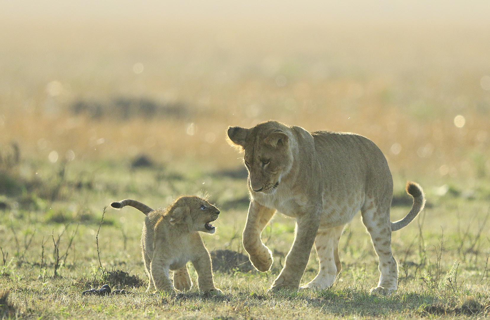 Lion cub warning - FIAP Gold by Bob Devine